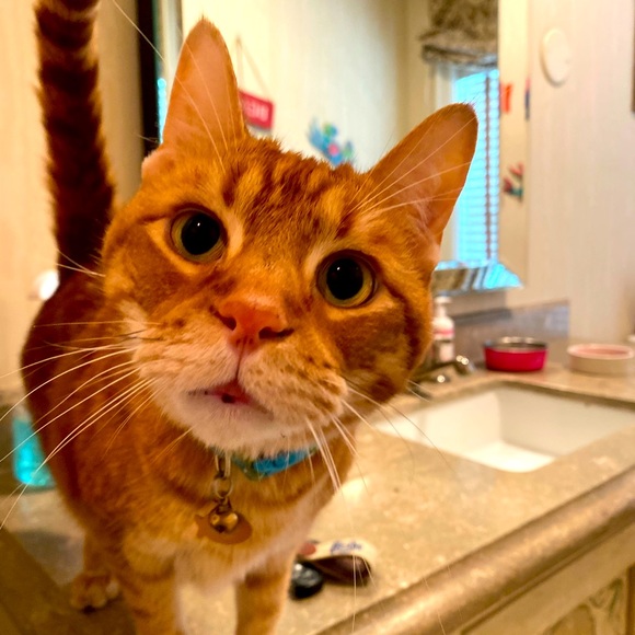 Hi! Welcome to my closet!   Love too many brands to list 🤦‍♀️. - Picture 1 of 2